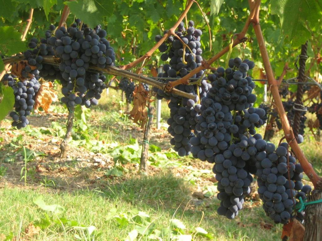 גרבה אין קיאנטי Fattoria Di Rignana Winery Bnb מראה חיצוני תמונה